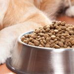 Pienso: Alimenta a tu mascota con lo mejor