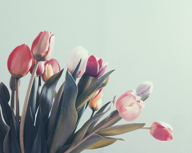 desucbre todas las características de los tulipanes mexicanos