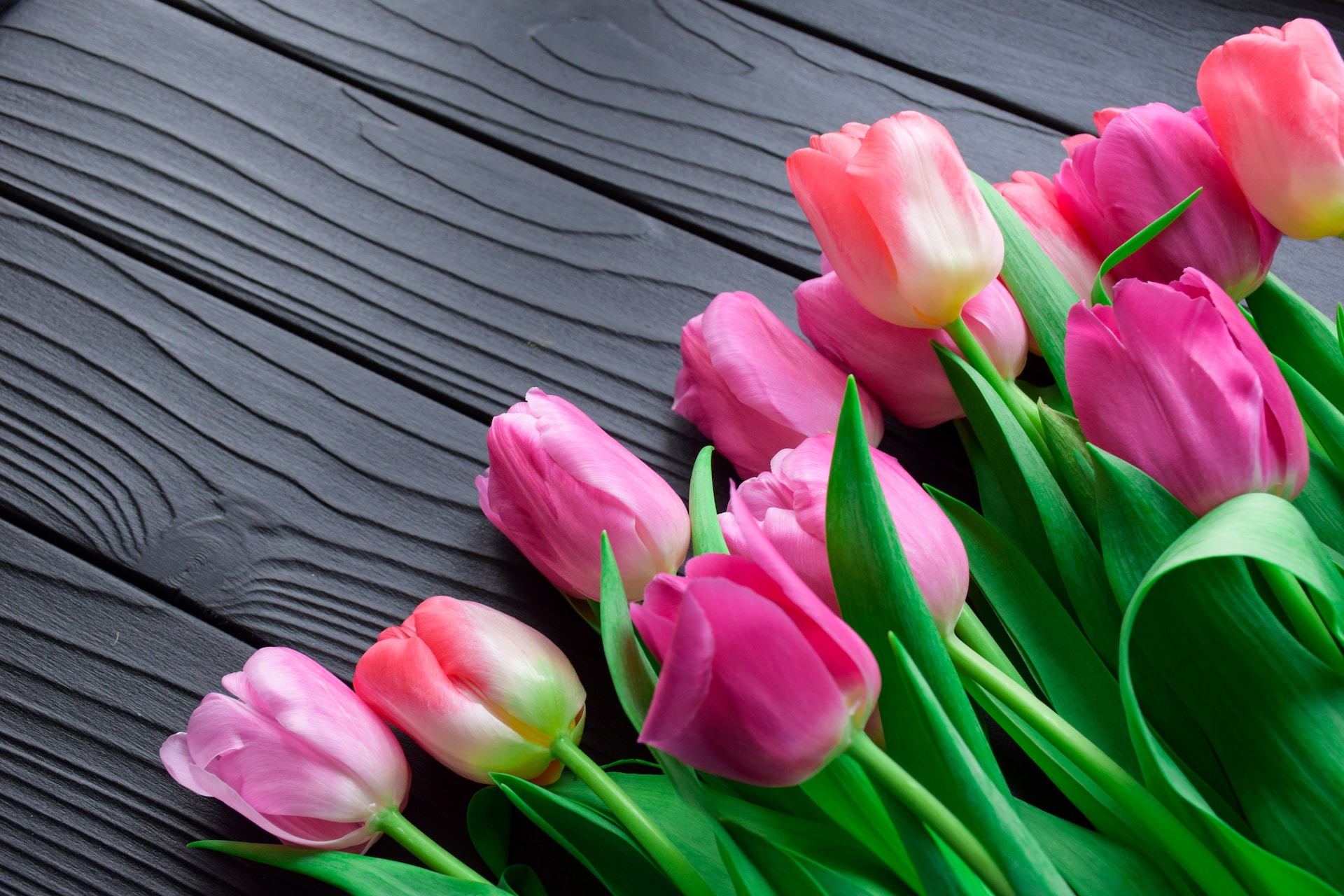mira las características de los tulipanes mexicanos
