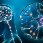 Plasticidad Neuronal
